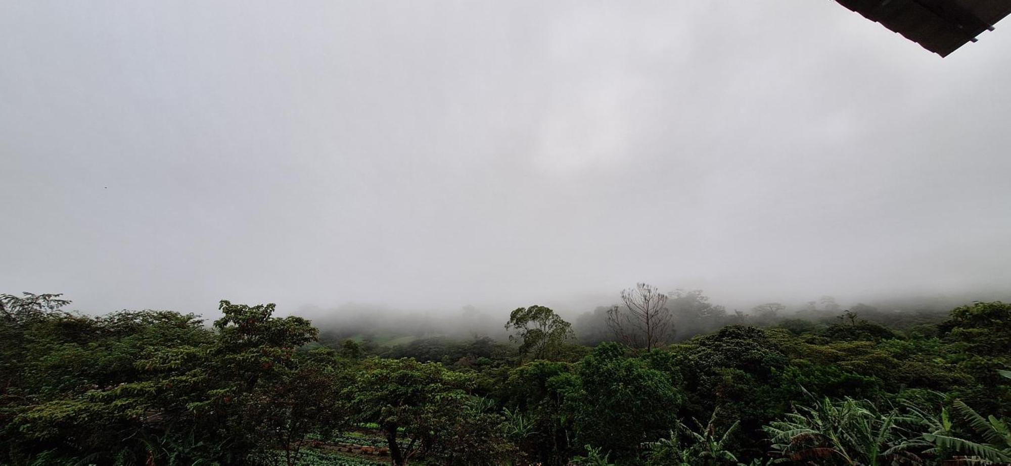 Monteverde Cecropia Paradise Cameră foto